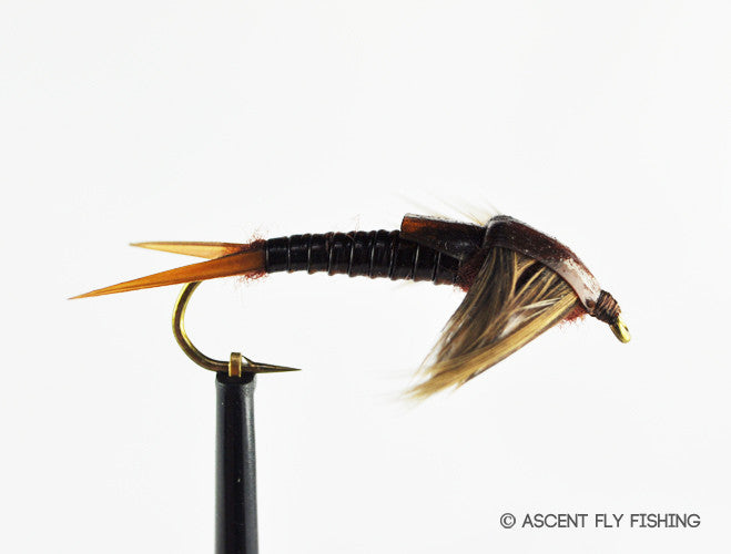 Stonefly Nymph — Ascent Fly Fishing