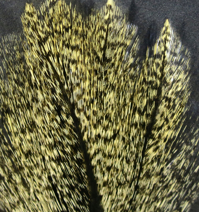 HARELINE Coq De Leon # 4 Barred Speckled Aconchado