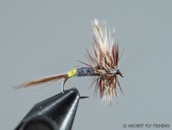 Female Adams — Ascent Fly Fishing
