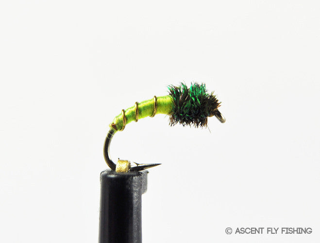 Zebra Midge Pupa — Ascent Fly Fishing