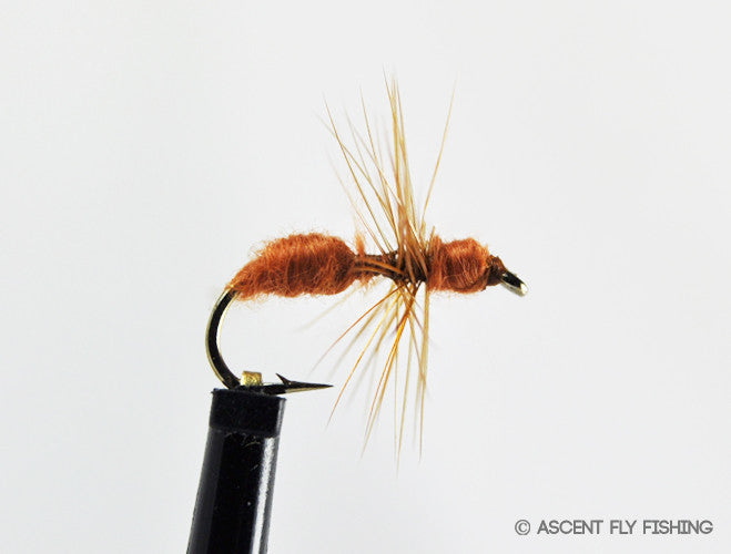 Ant — Ascent Fly Fishing