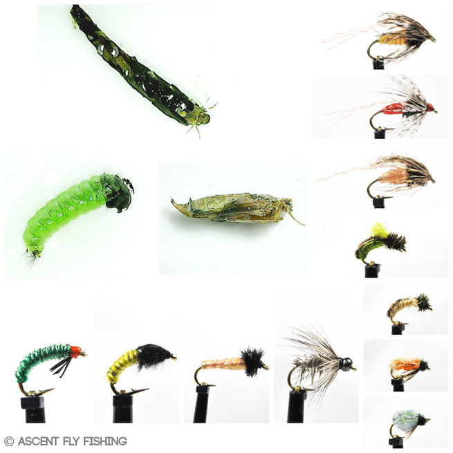 Caddis Flies — Ascent Fly Fishing