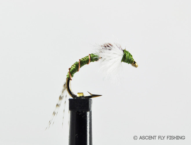 Olive Willy's Chironomid