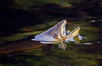 Brown trout eating a dry