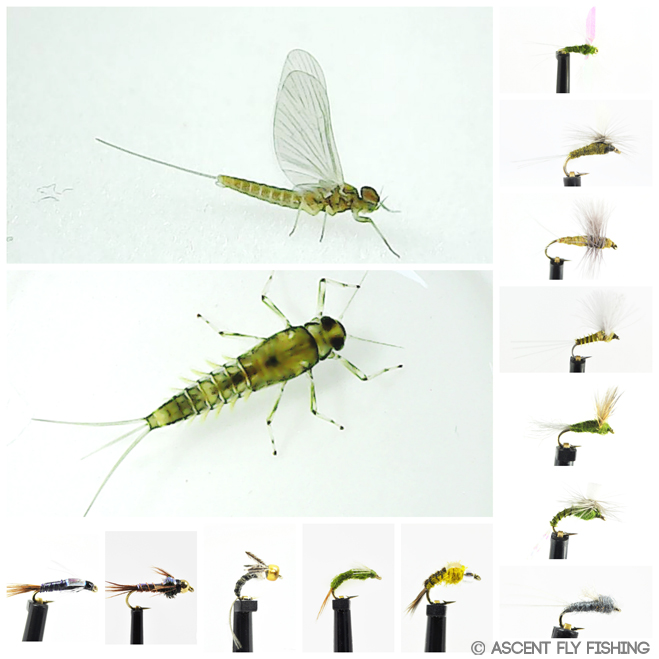 A Fly Fisher's Guide to Identifying and Matching Mayflies: Part II - Ascent Fly  Fishing