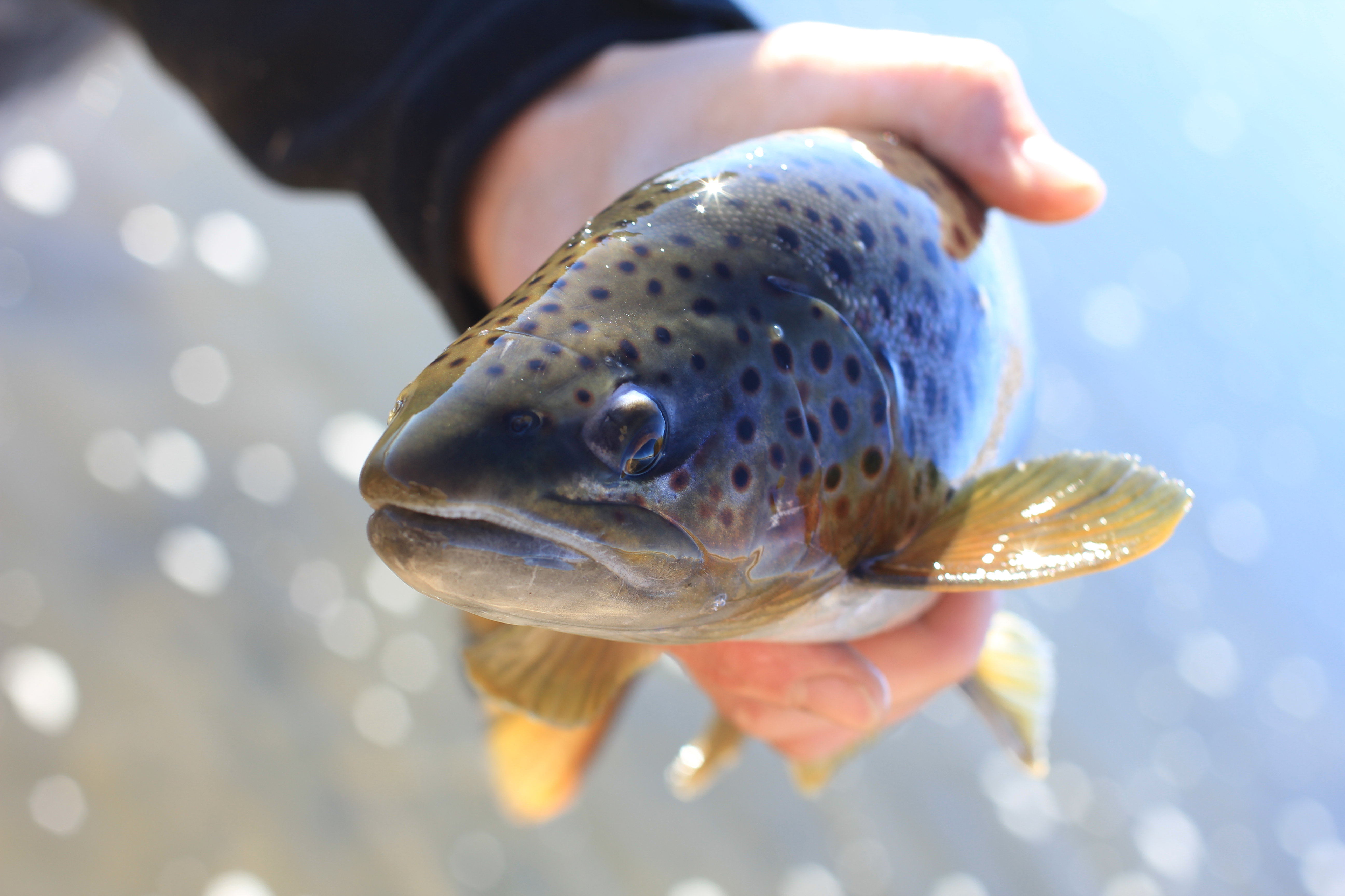 3 Tactics for Low Water Trout 