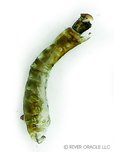 Midge & Chironomid Larva