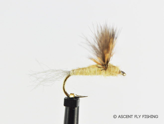 Learn to Fish the Pale Morning Dun Hatch Like a Pro! - Ascent Fly Fishing
